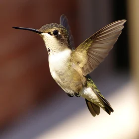 Hovering Hummingbird with Spread Wings