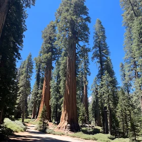 Towering Sequoia Giants in Serene Woodland