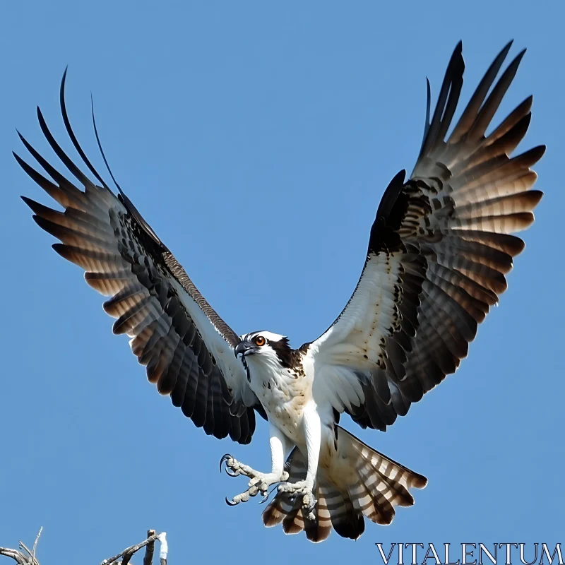 Soaring Osprey Against Blue Sky AI Image