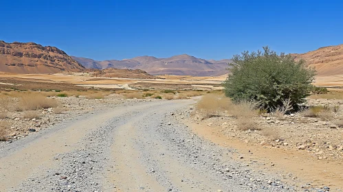 Arid Desert Scene with Shrub and Pathway