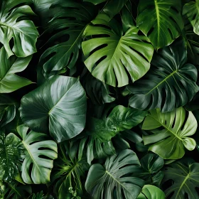 Vibrant Green Monstera Leaves Pattern