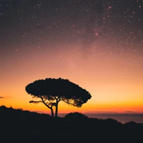 Lone Tree at Sunset Under Starry Sky