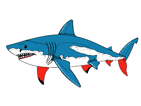 Colorful Shark Illustration POD Design