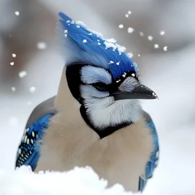 Snowy Blue Jay Close-Up