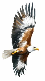 Eagle Soaring Artwork