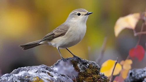Bird On Rock Amidst Autumn Colors