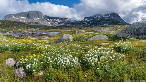 Alpine Meadow with Wildflowers and Snowy Mountains