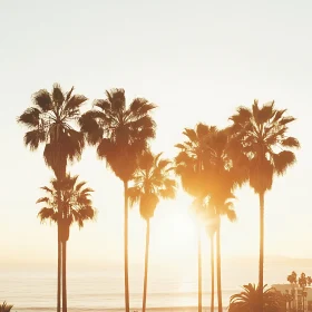 Tropical Palm Trees at Sunset