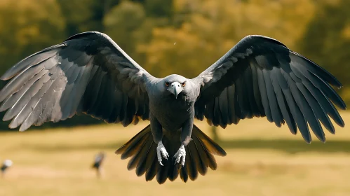 Soaring Eagle with Open Wings