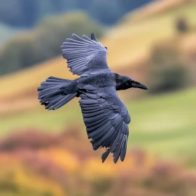 Soaring Raven over Hilly Landscape