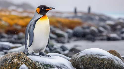 Penguin on a Snowy Rock