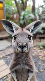 Kangaroo Gazing Closely