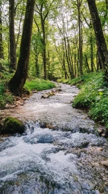 Serene Woodland Stream Flowing