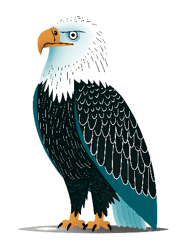 Cartoon Bald Eagle on Perch - Transparent Background Illustration POD Design