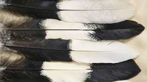 Monochrome Feather Arrangement