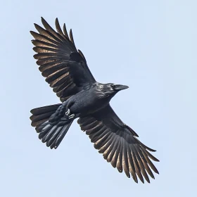 Raven's Flight