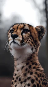 Wildlife Cheetah Art