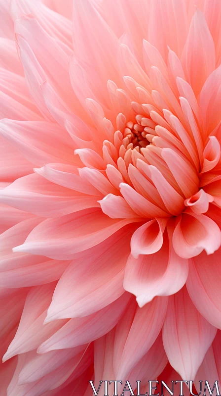 Pink Dahlia Flower - A Realistic Rendering of Nature's Beauty AI Image