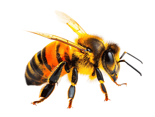 POD Design Realistic Honey Bee Artwork - Side View on Brown Background