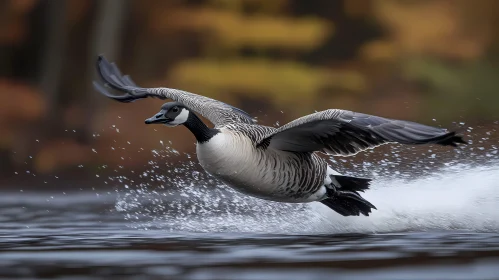 Graceful Goose Flight