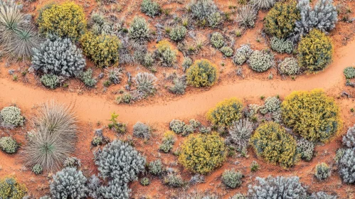 Desert Landscape with Path and Vegetation