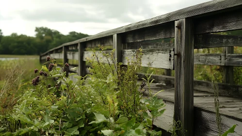 Weathered Bridge with Overgrown Plants