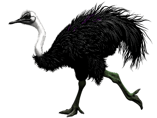 POD Design Stylized Ostrich Art for Apparel