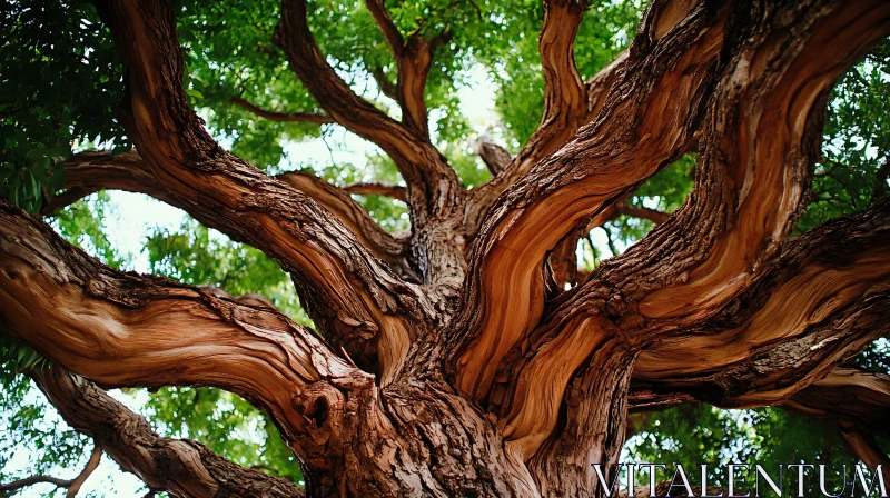 Upward View of Tree Branches