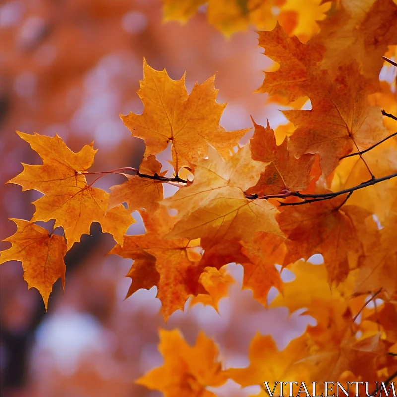 Fall Maple Leaves AI Image