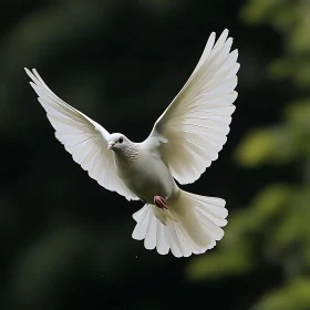 Dove flying with spread wings