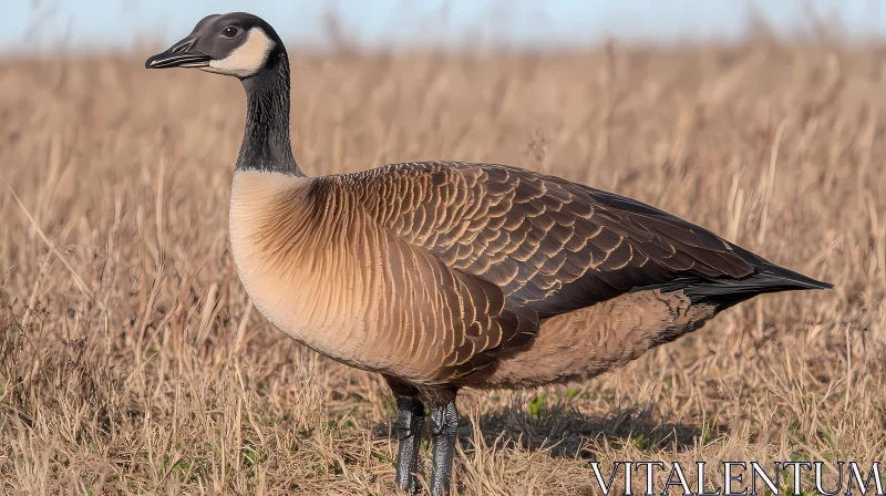 Canada Goose Portrait AI Image