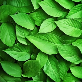 Verdant Leaf Canopy Close-Up