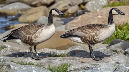 Tranquil Geese Portrait