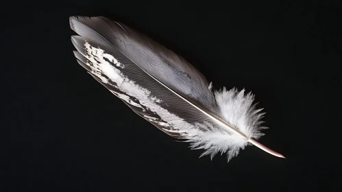 Isolated Feather Close-Up