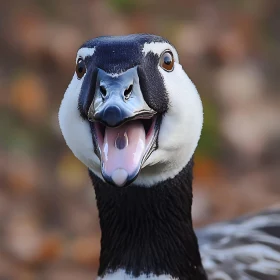 Barnacle Goose with Open Beak