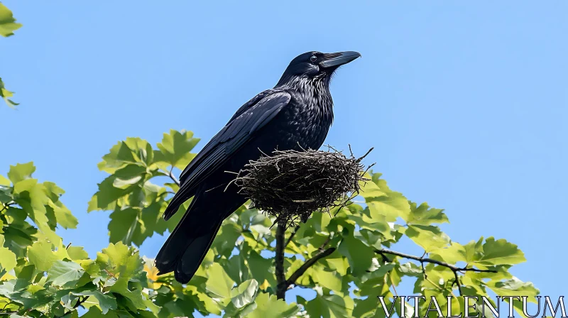 Black Raven Bird in Natural Habitat AI Image