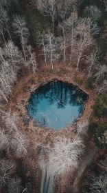 Tranquil Aerial Autumn Forest Scene