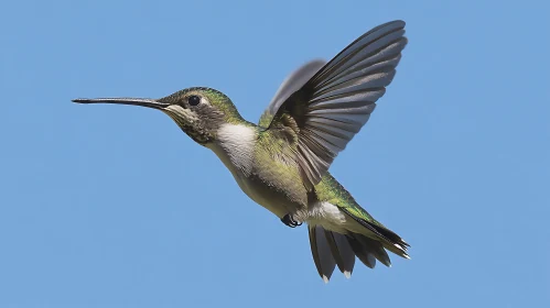 Flying Hummingbird with Green Plumage