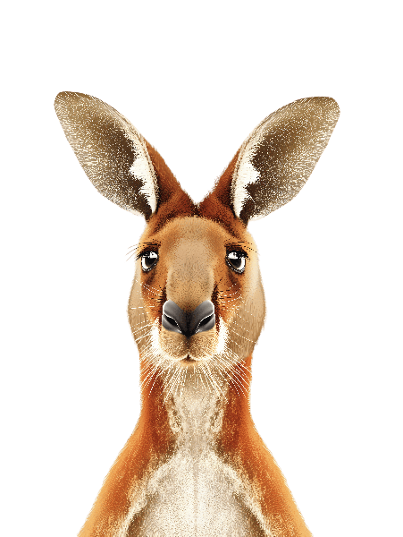 POD Design Expressive Kangaroo Illustration for T-shirt Design