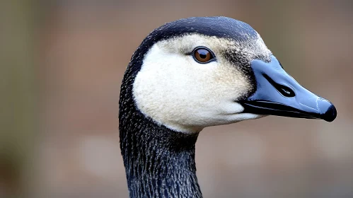 Goose Head Study, Avian Close-Up