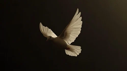White Dove Flying in Darkness