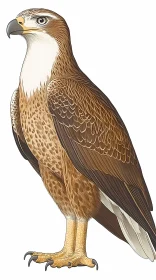 Artistic Eagle Portrait
