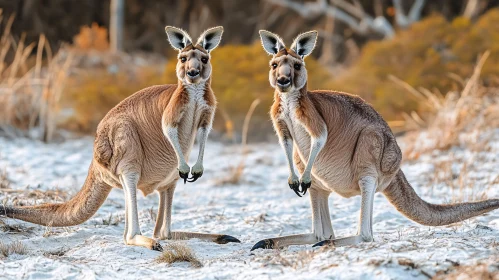 Kangaroos in the Wild