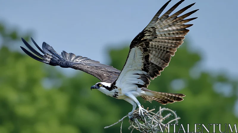 Majestic Osprey Taking Flight From Nest AI Image