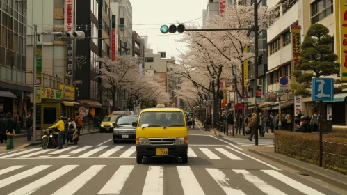 Tranquil Pedestrian Crossing at Intersection with Cherry Blossoms
