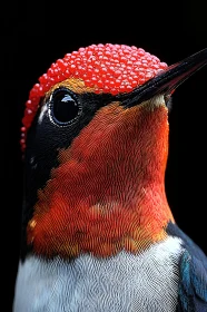 Close-Up of a Bird with Bright Feathers
