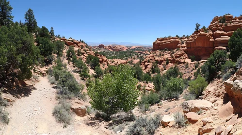 Desert Wilderness with Rocky Paths