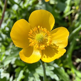 Sunlit Yellow Blossom