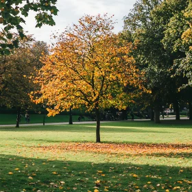 Golden Tree in Autumn
