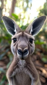 Kangaroo Portrait in Nature
